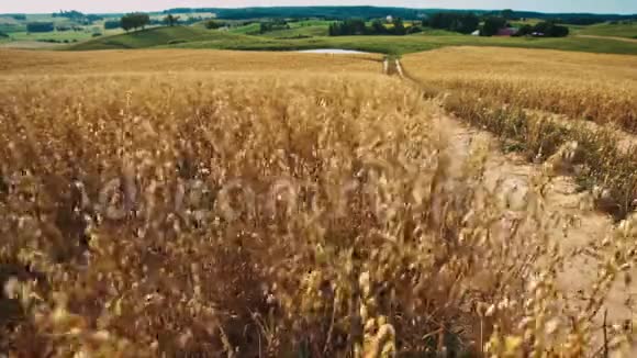 燕麦田的全景视频的预览图