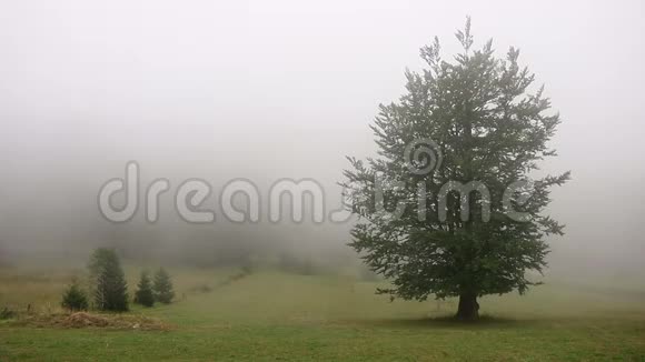 雾中的树视频的预览图