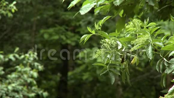 卡西尼亚树叶视频的预览图