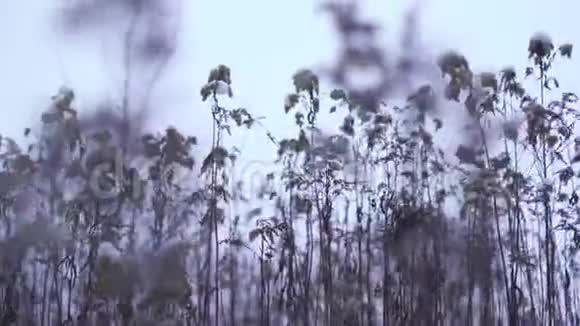 芦苇被冬天的雪覆盖着视频的预览图