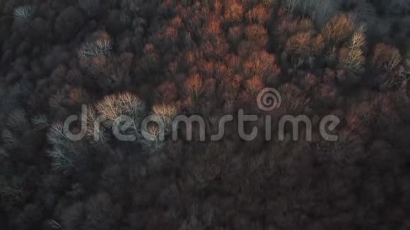 森林上空的空中录像视频的预览图