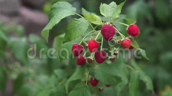 浆果的覆盆子灌木视频的预览图