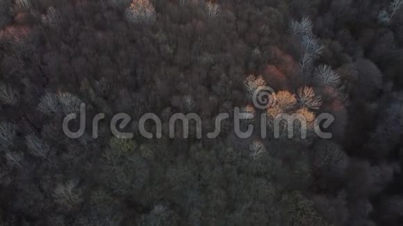 森林上空的空中录像视频的预览图