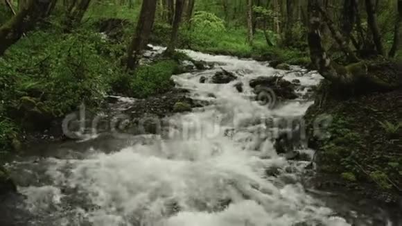 树林里的河流视频的预览图