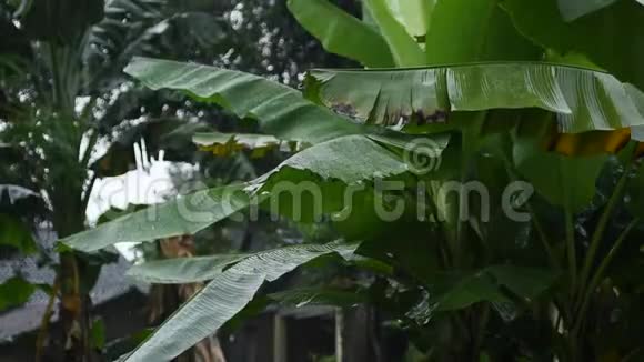 雨落在香蕉叶上视频的预览图