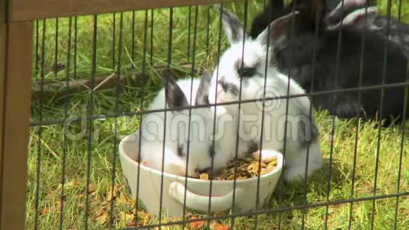 兔子从碗里吃视频的预览图