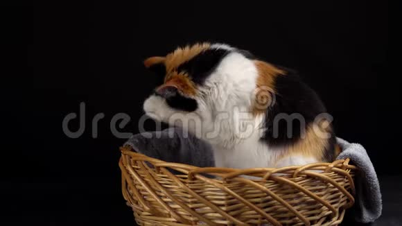 猫在篮子里洗视频的预览图
