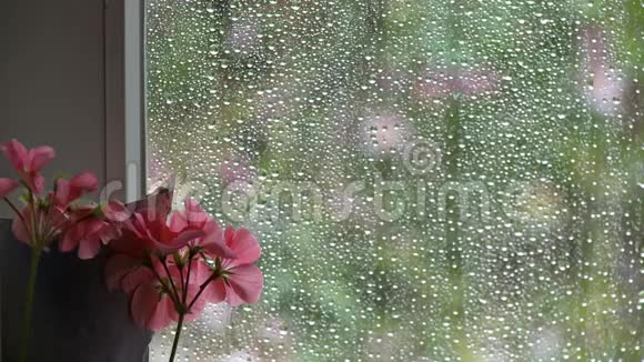 窗前的花雨视频的预览图