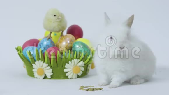 复活节兔子和带彩蛋的小鸡视频的预览图