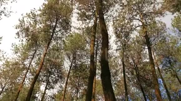 有天空背景的松树视频的预览图