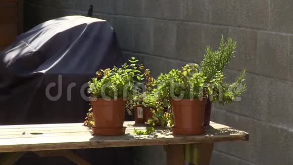 盆栽植物在长凳上视频的预览图