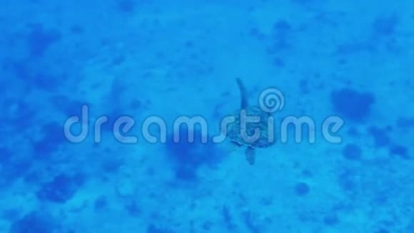 海龟在墨西哥库祖梅尔游泳视频的预览图