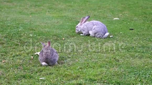 两只兔子吃草视频的预览图