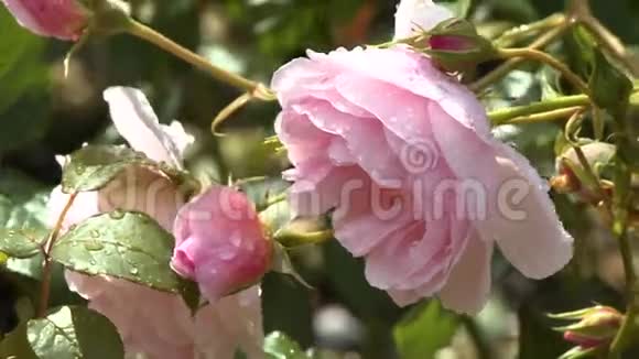 鲜艳的粉红玫瑰视频的预览图