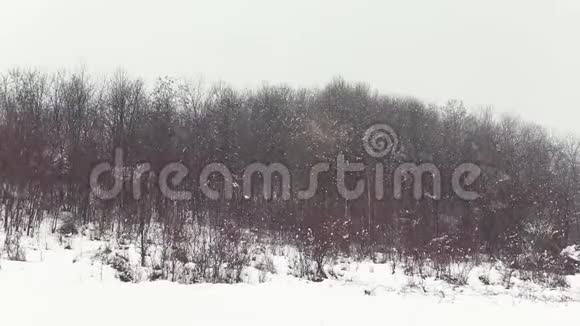 在森林的树木上下雪视频的预览图