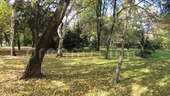 公园里的初秋视频的预览图