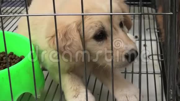 小狗在笼子里视频的预览图