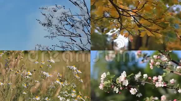 四季在不同时期与自然形象的拼贴视频的预览图