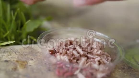 瓶子里的虫子用来钓鱼视频的预览图