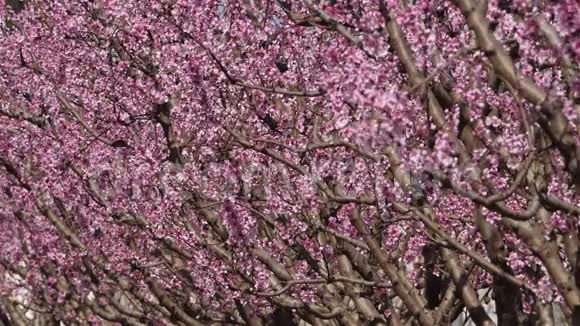 春天的桃树视频的预览图