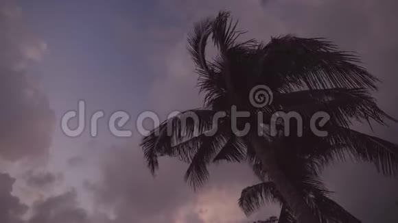 日落时的棕榈树视频的预览图