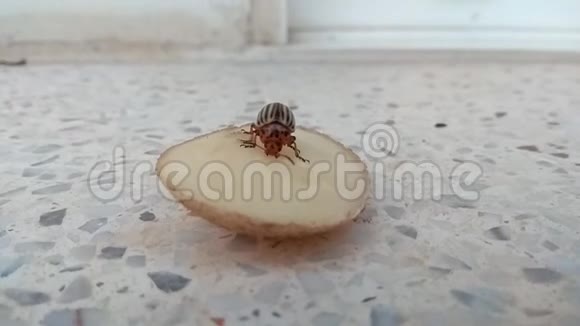 一只吃土豆片的山芋甲虫视频的预览图