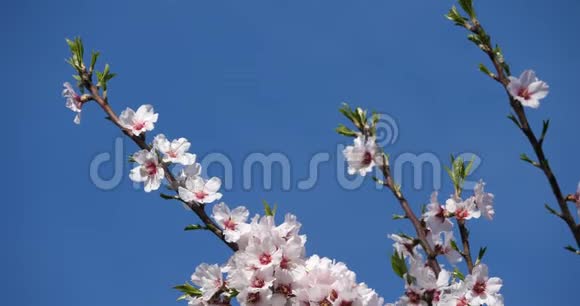 春天的杏仁树视频的预览图
