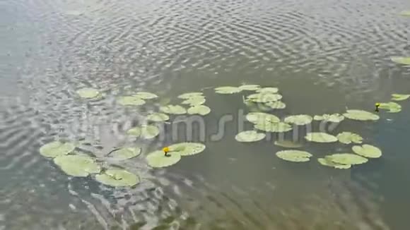 百合花在水里视频的预览图