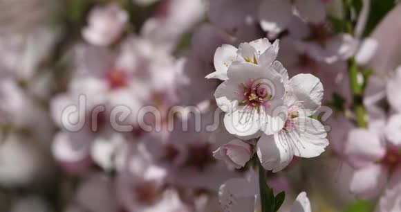 春天的杏仁树视频的预览图