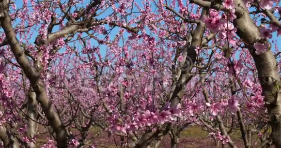 春天的桃树视频的预览图