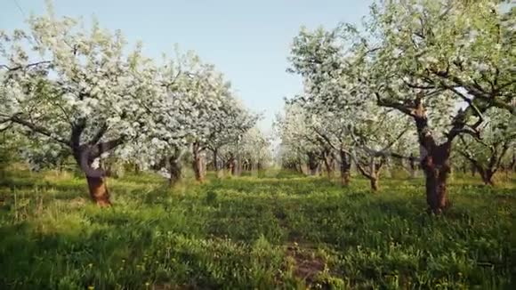 盛开的苹果园视频的预览图