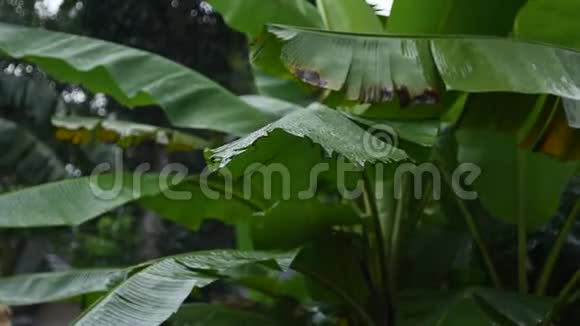 雨落在香蕉叶上视频的预览图
