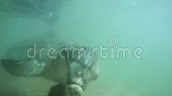 与海豚的亲密水下体验视频的预览图