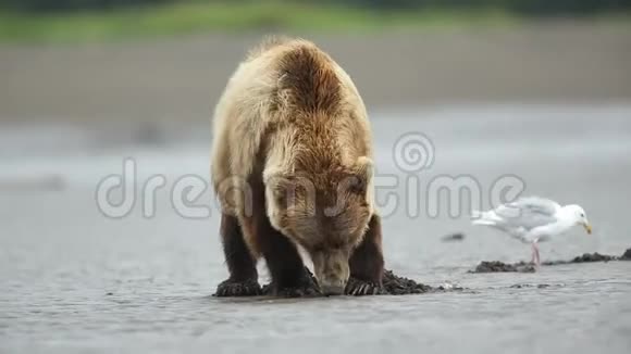 雌性沿海棕熊叫嚣视频的预览图
