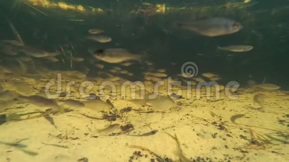 湖中的鱼在水下视频的预览图