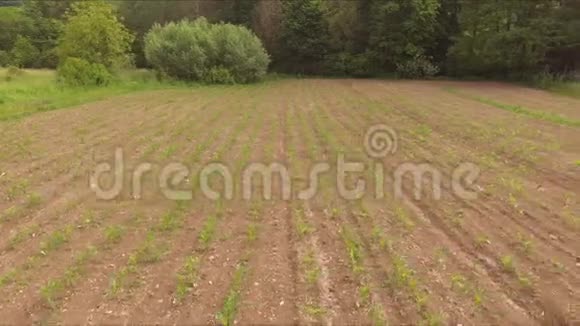 快速飞至玉米和草地之上视频的预览图