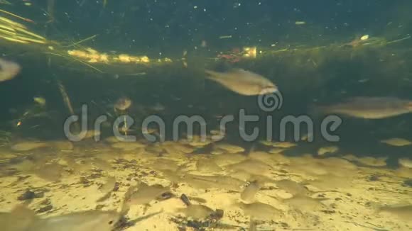 湖中的鱼在水下视频的预览图