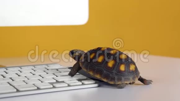 用键盘和无线鼠标在电脑上玩海龟慢互联网视频的预览图