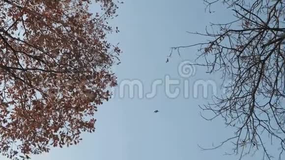 秋天飘落的橡树叶视频的预览图