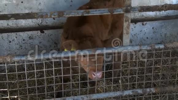 一只棕色的小牛在金属笔上视频的预览图