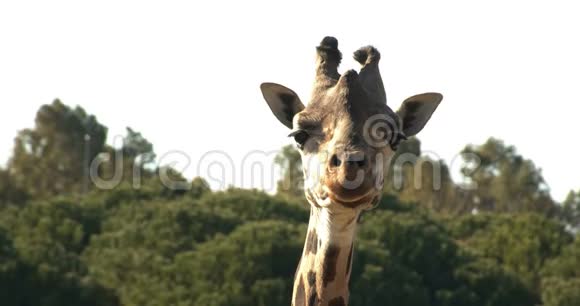 长颈鹿看着相机视频的预览图