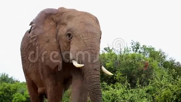 非洲大象特写视频的预览图