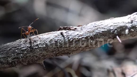 蚂蚁在棍子上视频的预览图