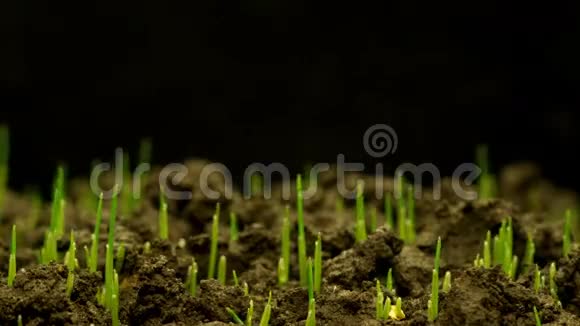 新鲜新绿草的生长视频的预览图