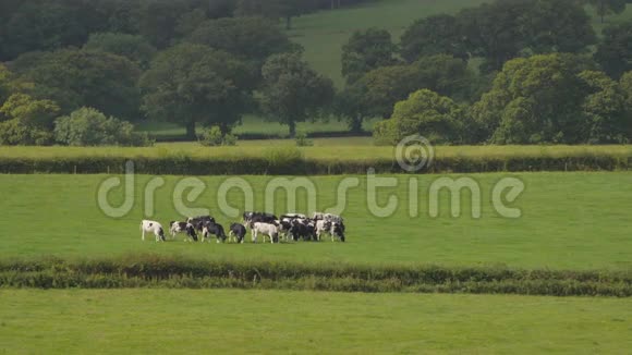 一群遥远的奶牛在田野里视频的预览图
