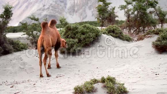 骆驼吃草视频的预览图