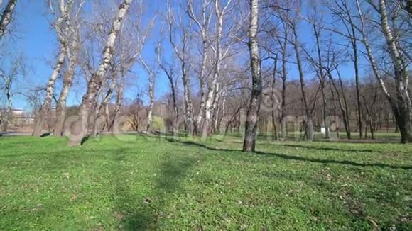 公园里树的倾斜和平底锅视频的预览图