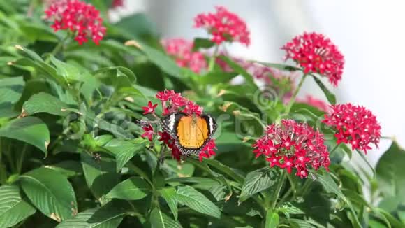 花上的一只蝴蝶蝴蝶在觅食视频的预览图