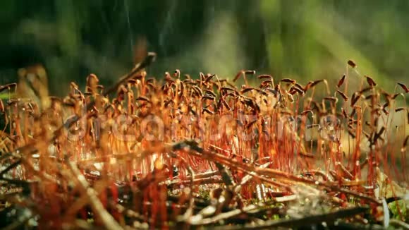 苔藓上的雨孢子菌视频的预览图