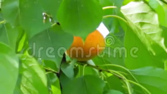 成熟的杏子视频的预览图